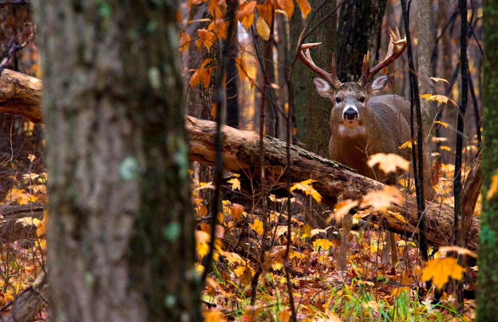 nocturnal-bucks