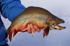 winter-brook-trout