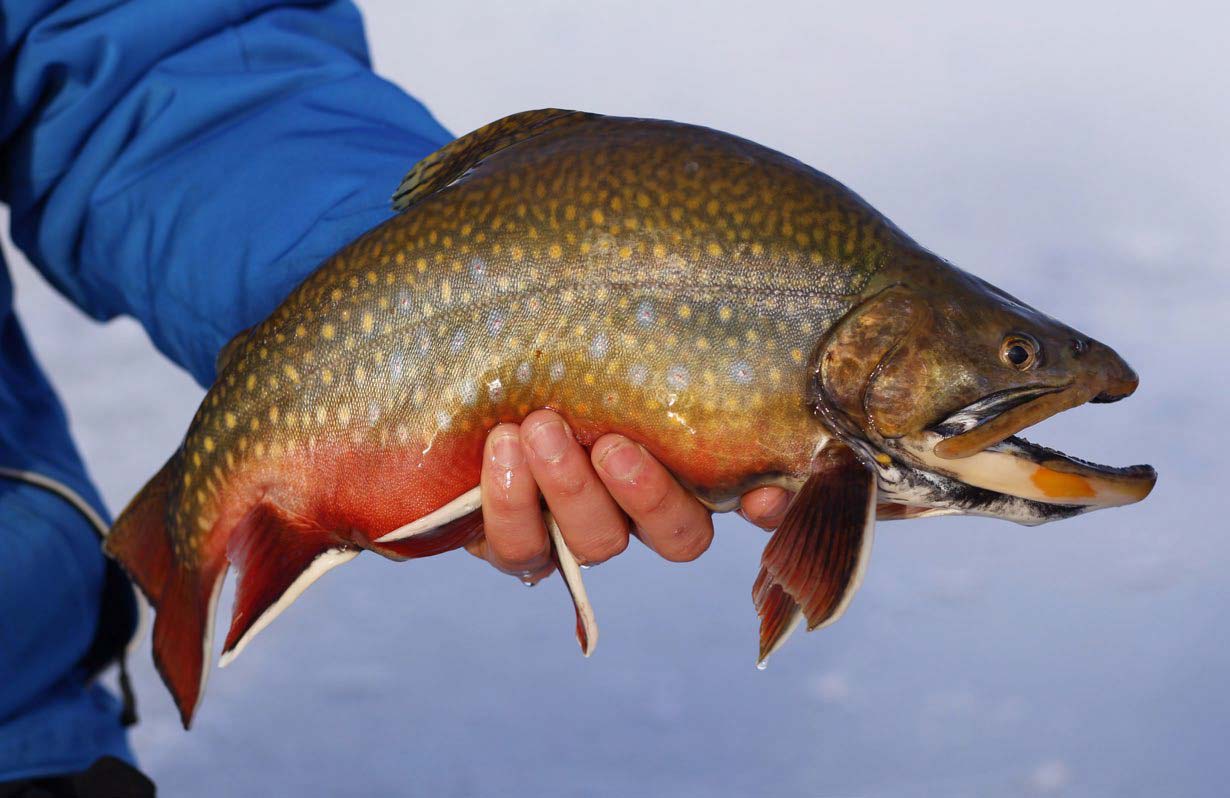 Targeting Winter Brook Trout - North American Outdoorsman