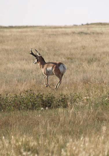 antelope-buck