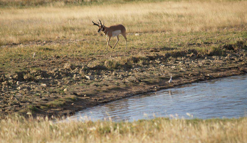 antelope-water