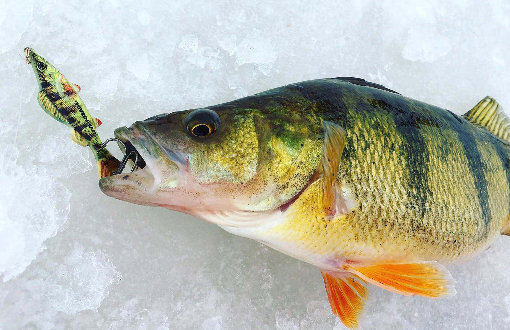 When it comes to jumbo perch fishing, the Fusion is right at home