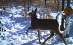 whitetail-management