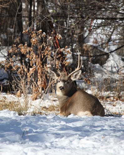 deer-snow