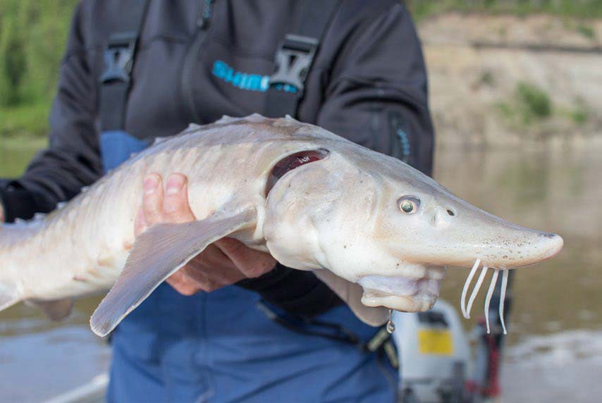 Sturgeon