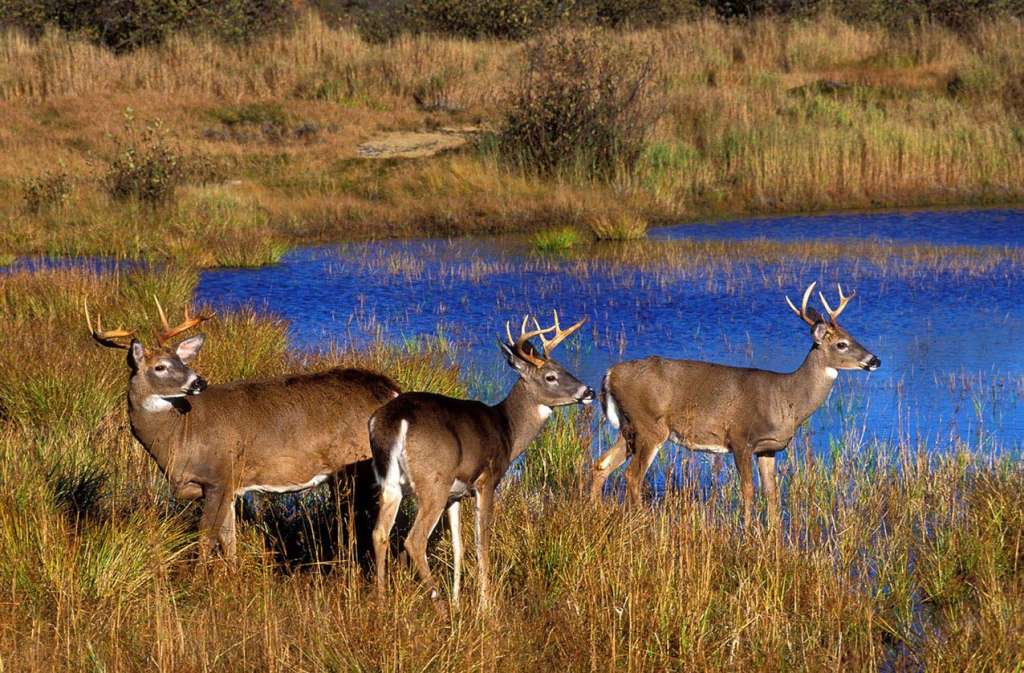 whitetails