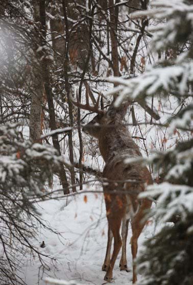 deer-snow