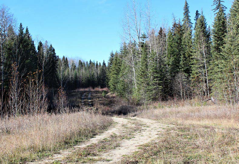 Alberta oil roads make ideal ruffed grouse country.