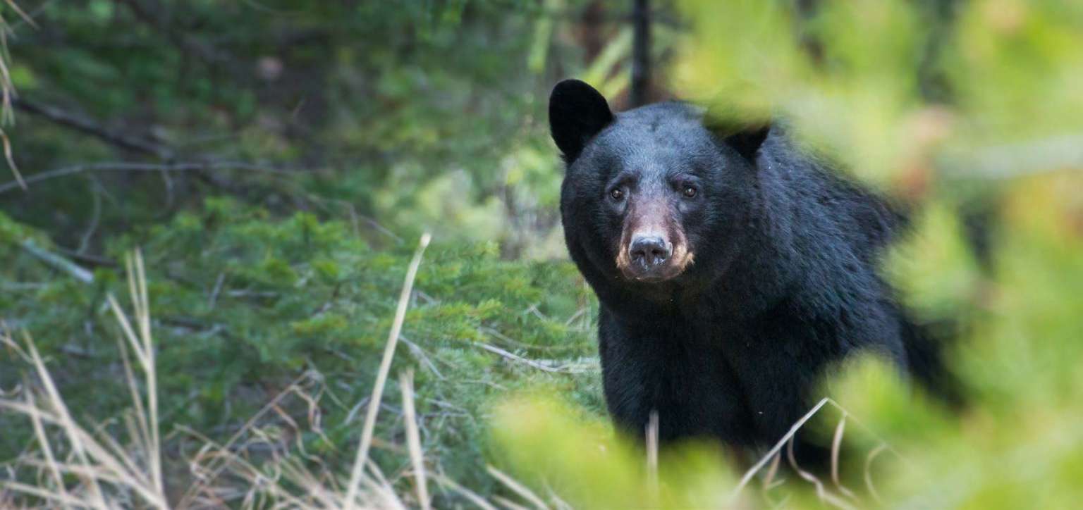 spot-stalk-black-bear