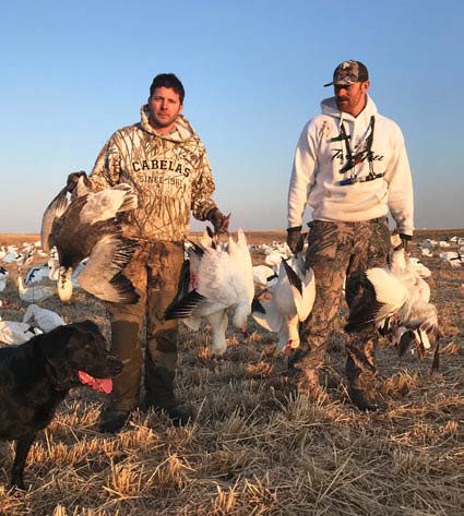 Snow goose hunting