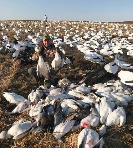 snow-geese