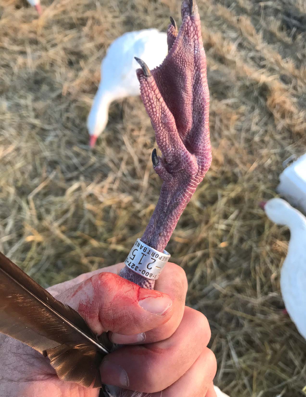 Banded Ross’s goose.