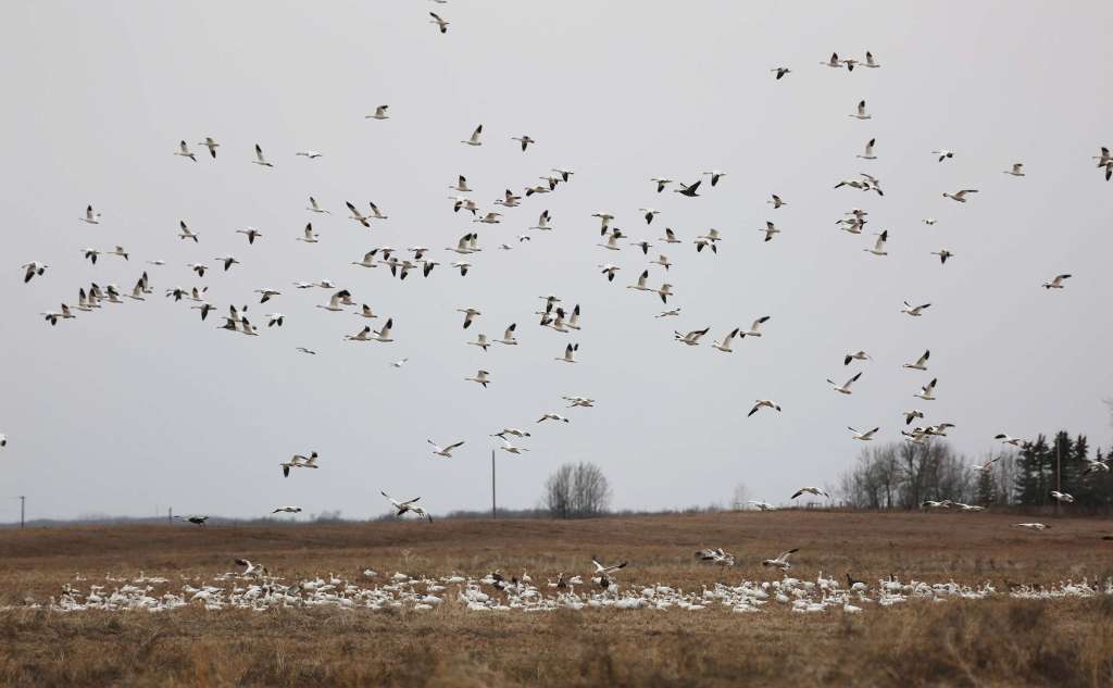 geese-flying