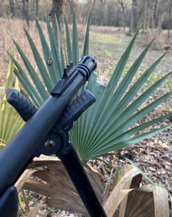 Natural blind for hog hunting using palmettos
