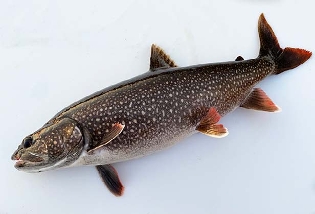 canned-trout-appetizer