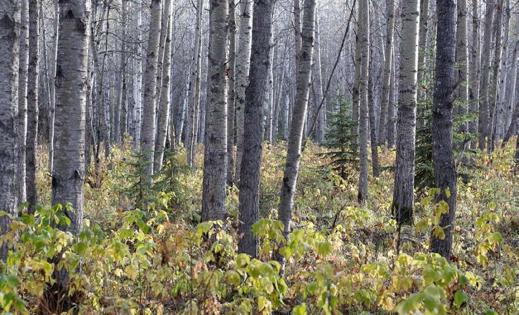 The FOUR Best Days to Hunt for Moose - North American Outdoorsman