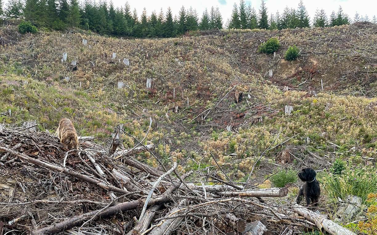 upland bird hunt