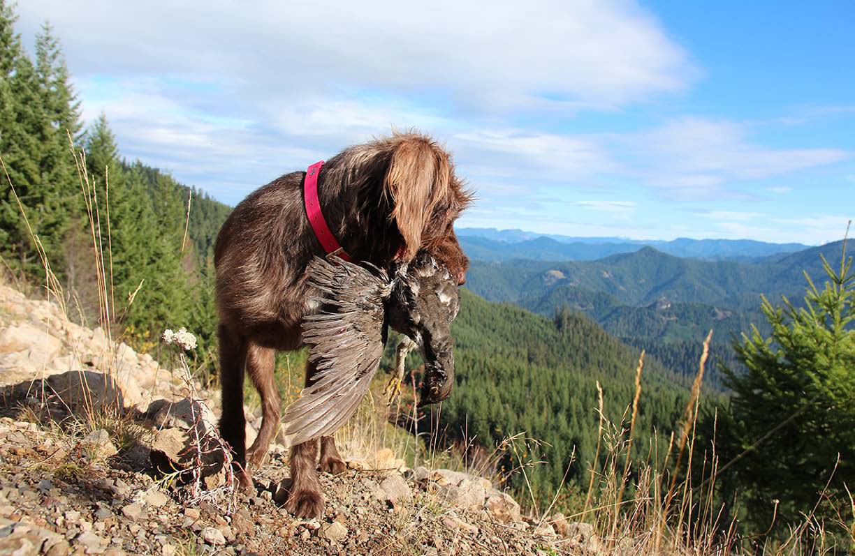 pudelpointer on an upland bird hunt