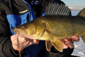 walleye hooked in the mouth