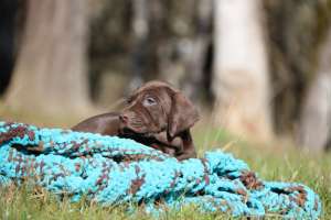 Puppy with blanket