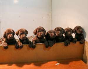 Little of chocolate labs