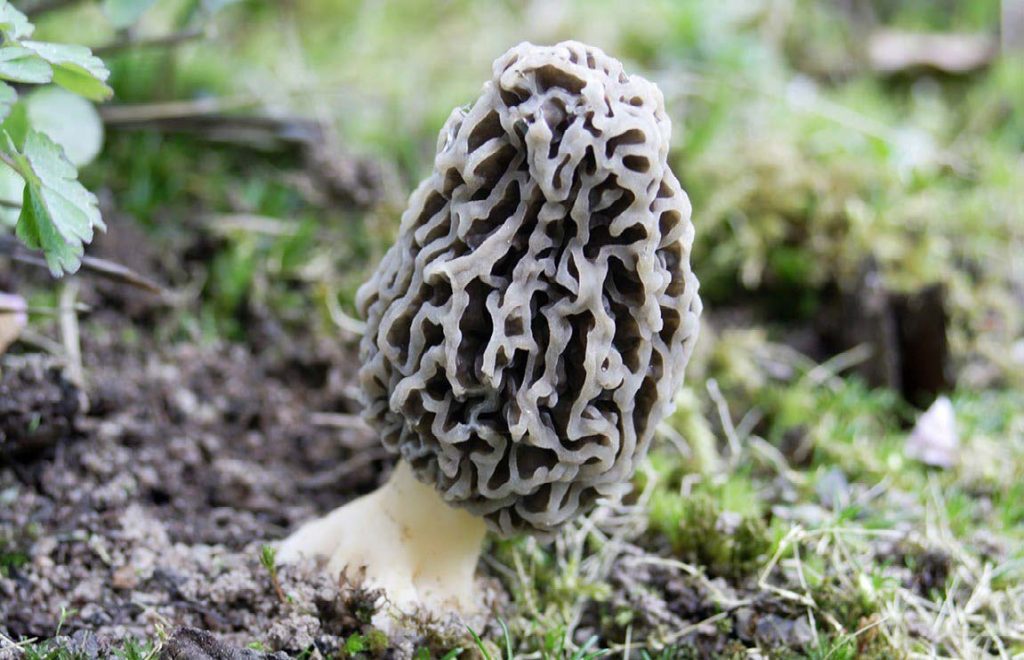 morel