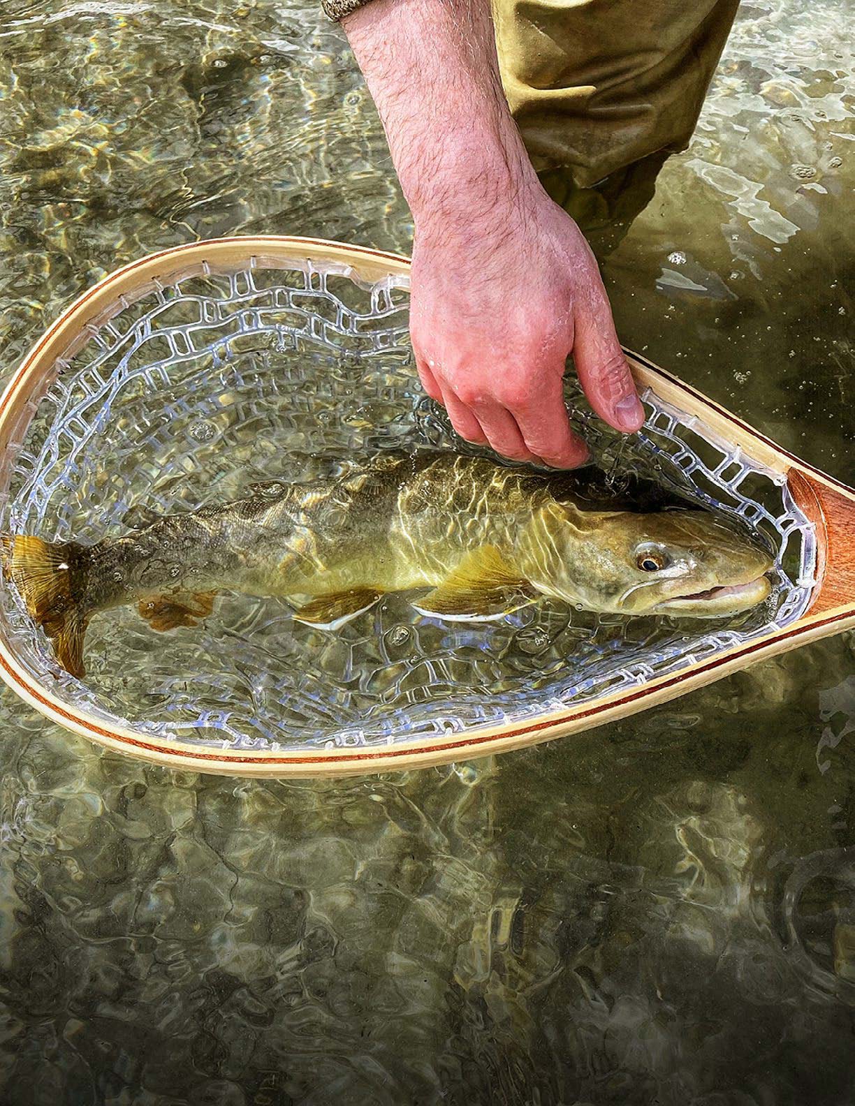 Targeting Early Bull Trout in Alberta - North American Outdoorsman