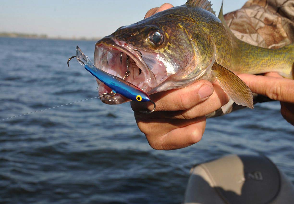 How to Fish for Walleye: Rods, Bait, Water Temps and More