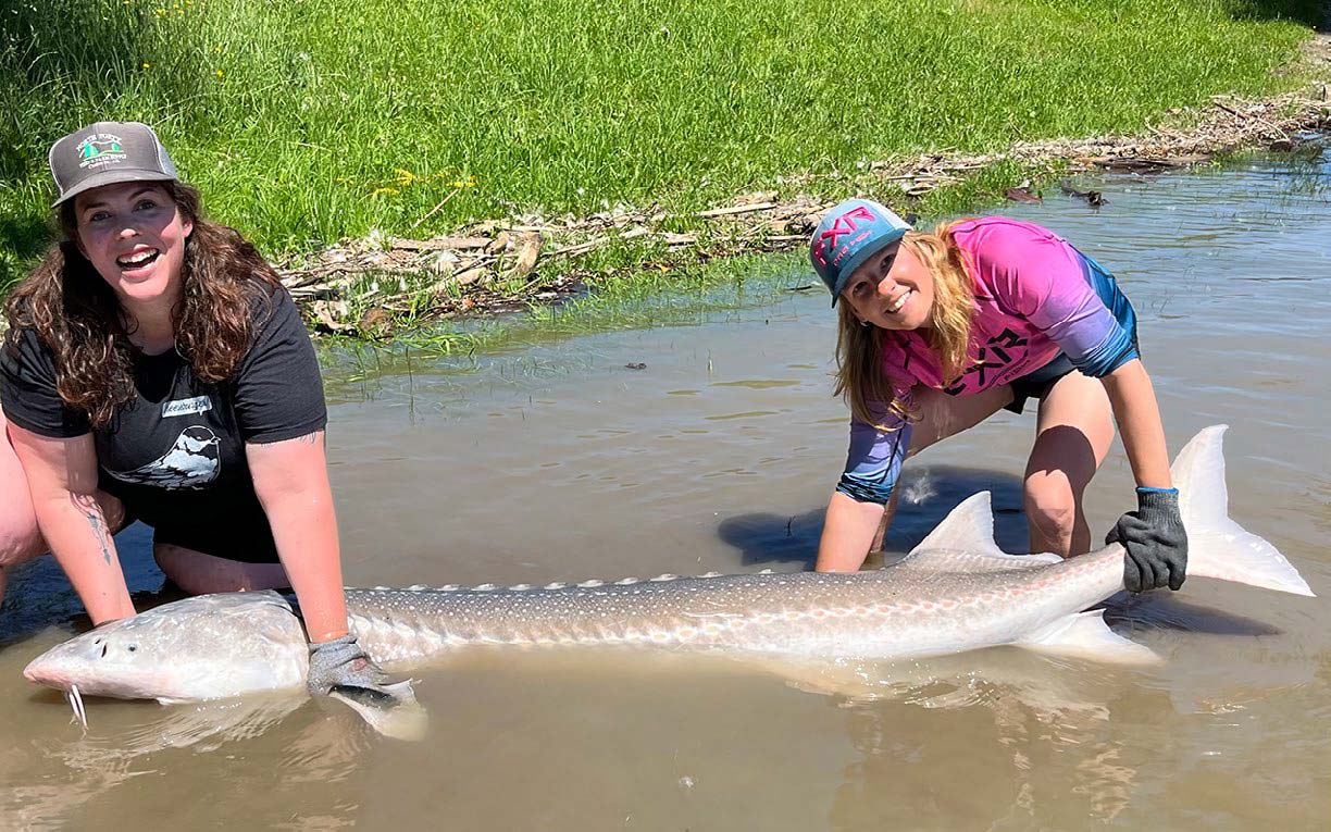 Several million pounds of white sturgeon were removed from the