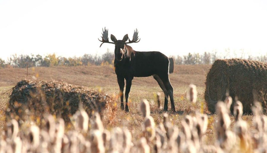 First Moose Mom’s First Moose: A Family Hunting Adventure - North American Outdoorsman