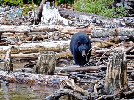 black-bear