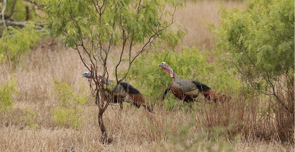 Texas Turkey