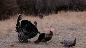 Nebraska Turkey