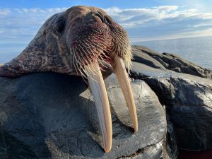 Walrus