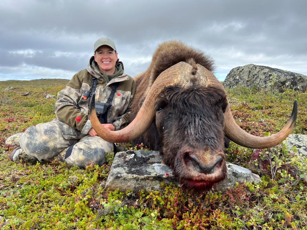 Muskox