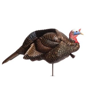 Turkey decoy