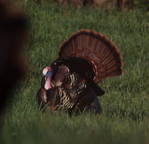 Turkey decoy