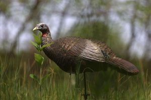 turkey decoy