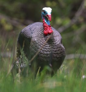 turkey decoy