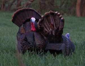 turkey decoy