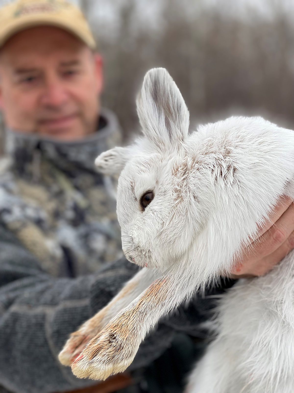 Closeuprabbit