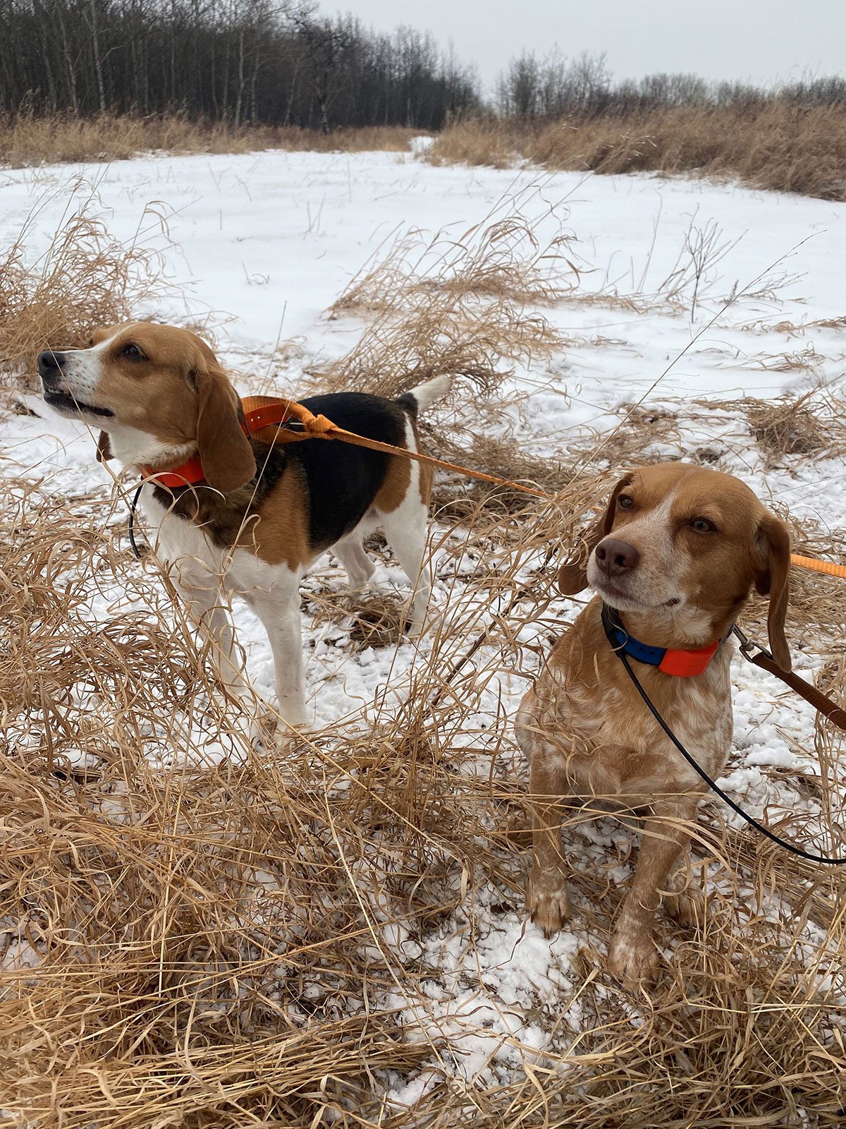 Beagles, Moxy and Ky, the heroes of the hunt. 