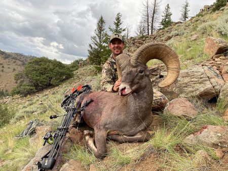 bighorn