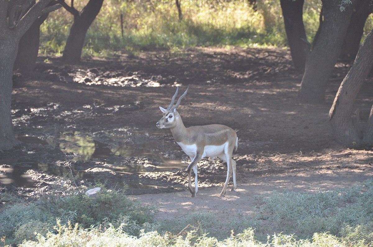 Blackbuck