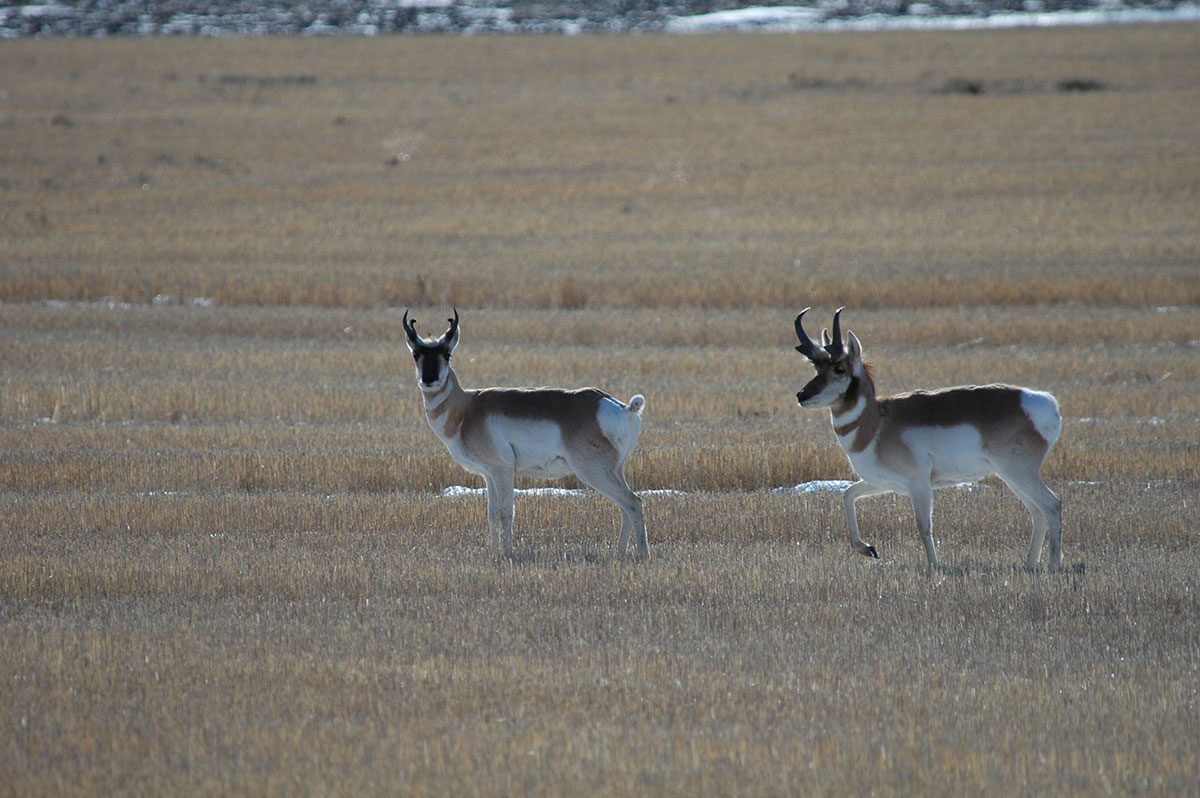 Antelope