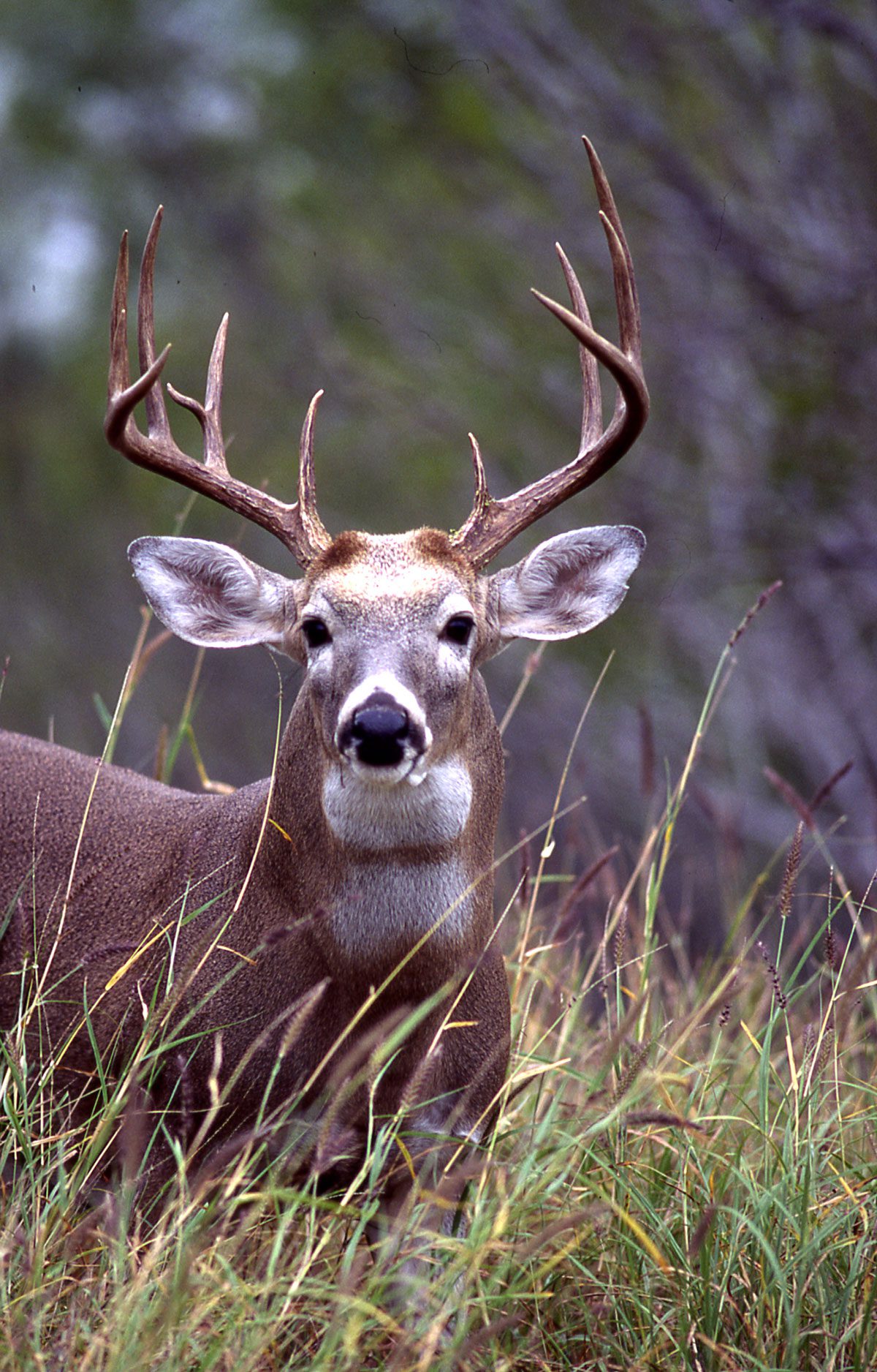 Texas whitetail