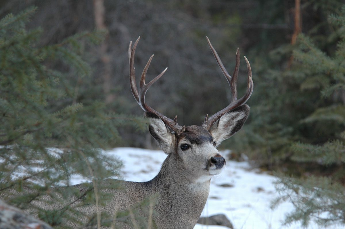 Mule deer