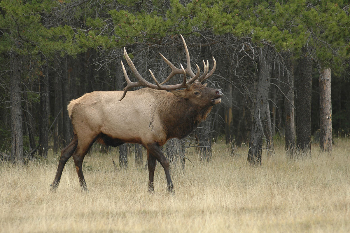 Bugling elk