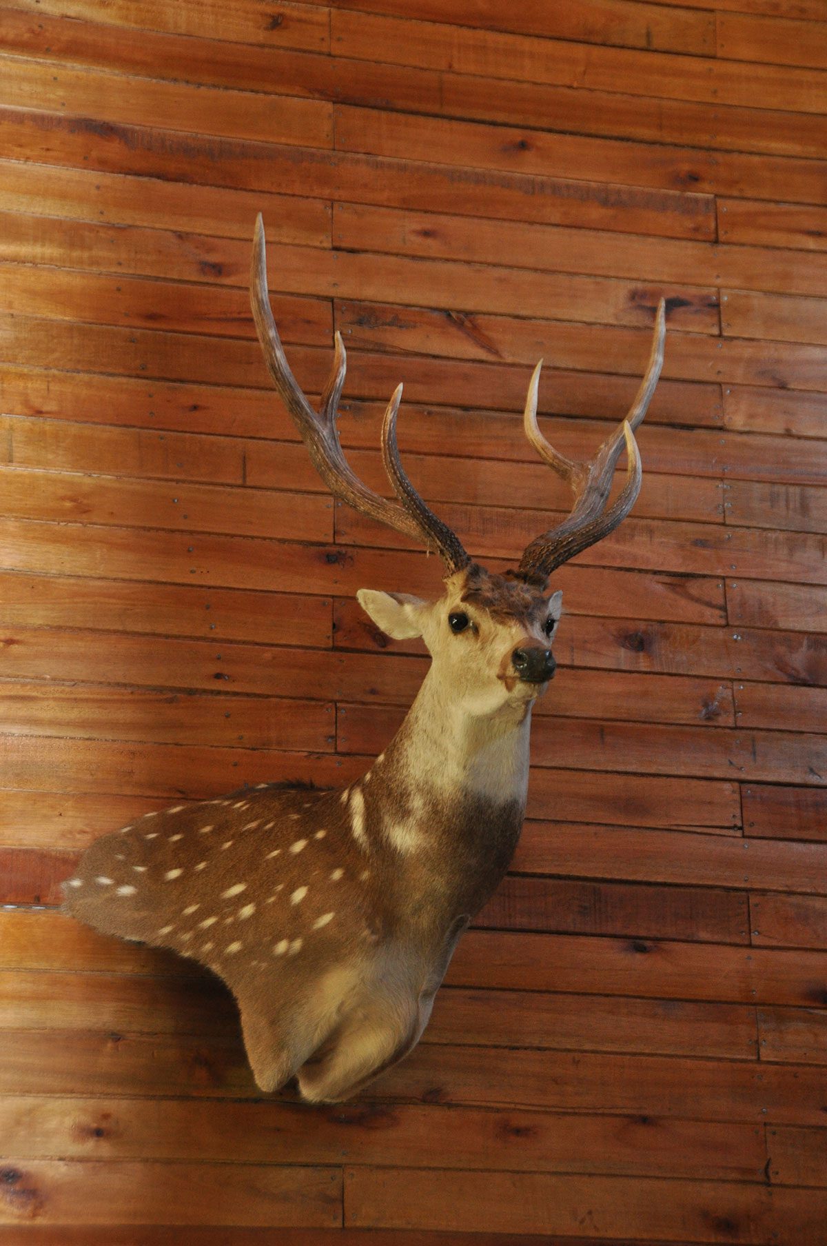 Axis deer mount