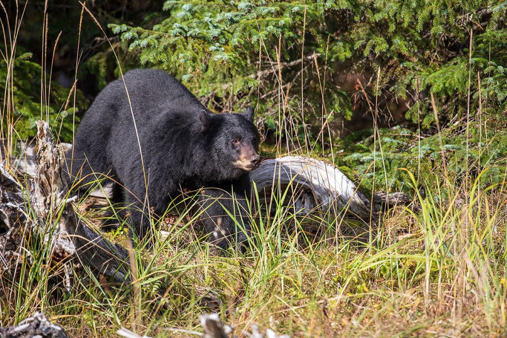 black-bear